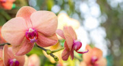 Phalaenopsis Orchidee Blume Duschrueckwand