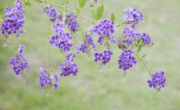 purple flowers soft focus, blur flower