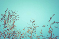 Blue sky with branches of trees in the spring,vintage filter