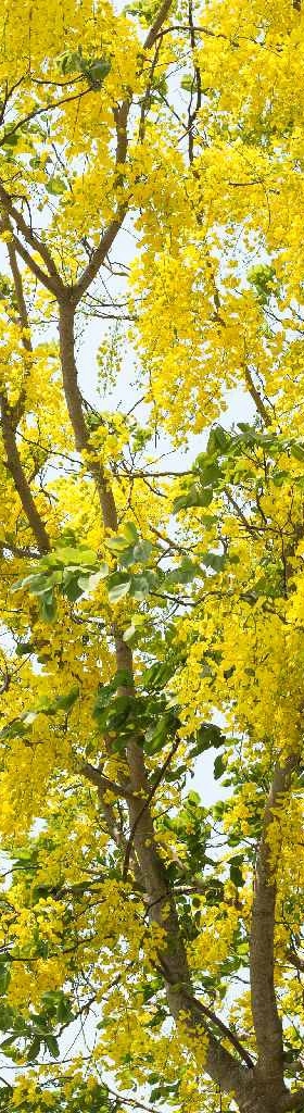 Flowers of Golden Shower Tree bloom in summer.