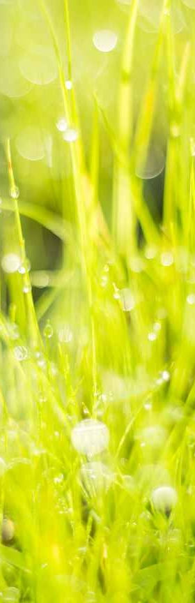 Dew or rain blurred on grass,summer abstract nature background