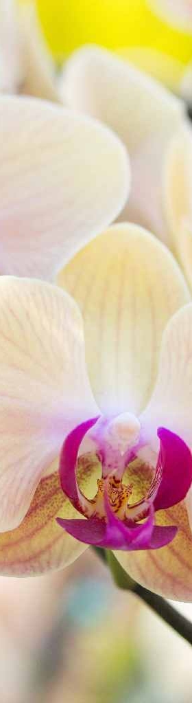 Yellow phalaenopsis orchid flower