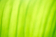 Natural abstract background green color