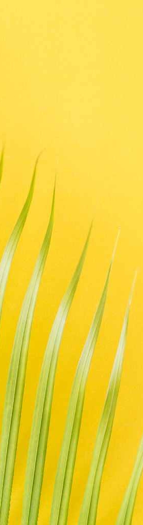 Flat lay photo coconut leaf on yellow background , top view and