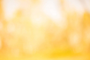 Abstract image yellow blur for background,Yellow background Grad