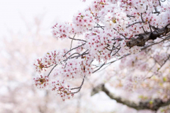 The cherry blossom or Sakura in spring season.